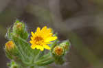 Soft goldenaster